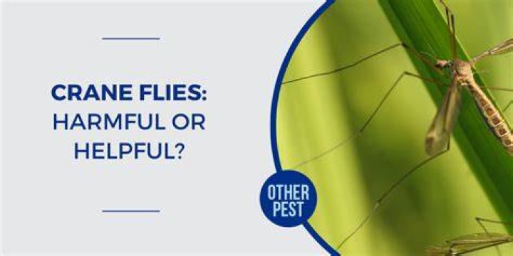 Are crane fly harmful?