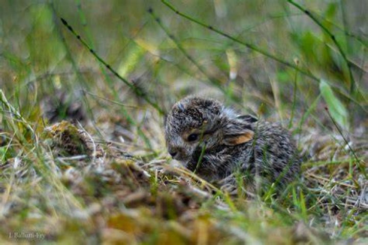 Are leverets born with fur?
