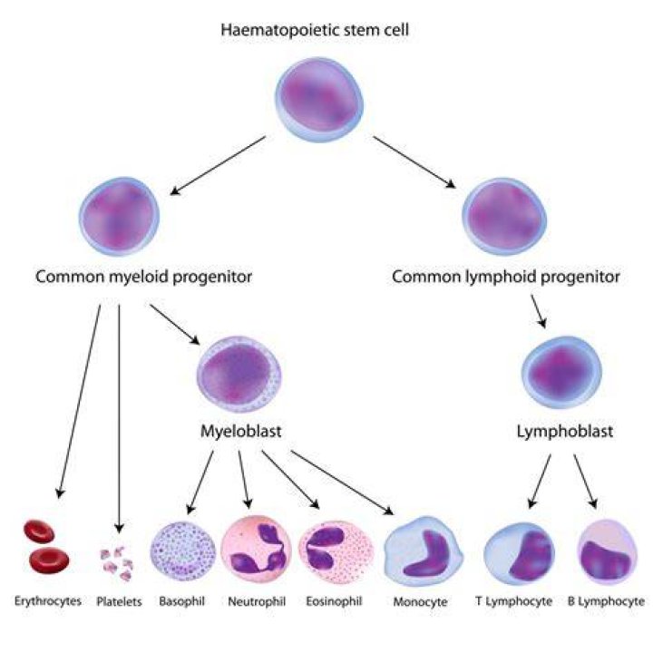 Are mononuclear cells stem cells?