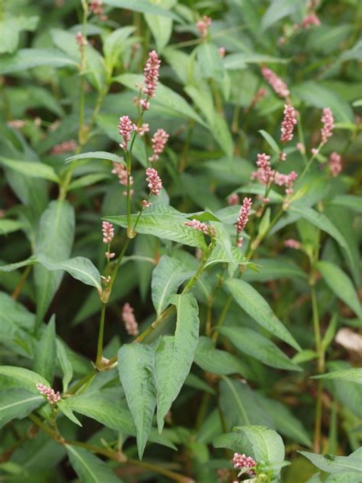 Are polygonum and persicaria the same?