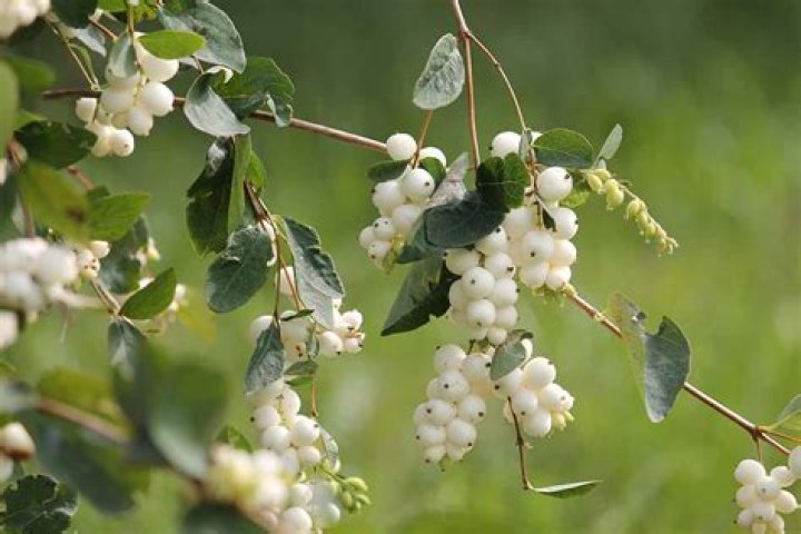 Are snowberries edible uk?