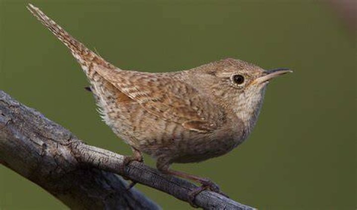 Are wrens good birds?