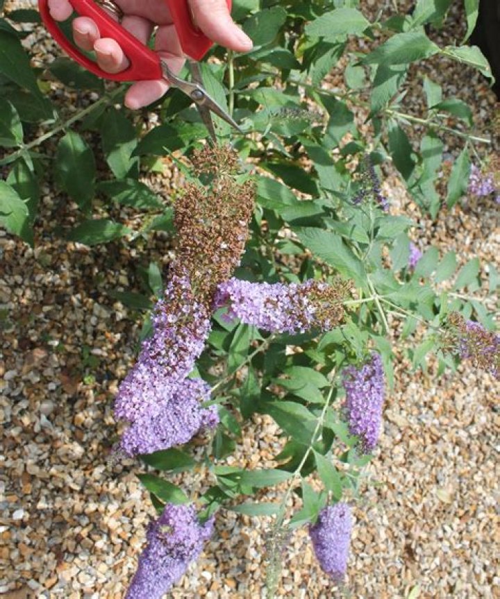 Are you supposed to deadhead a butterfly bush?