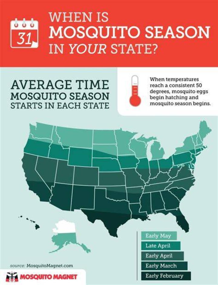 At what time do mosquitoes come out?