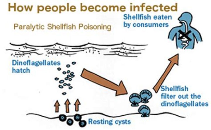 By paralytic shellfish poisoning?