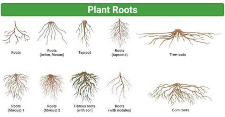 By roots and tubers?