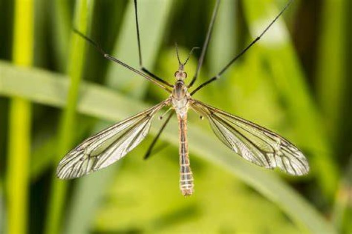 Can crane fly regrow legs?
