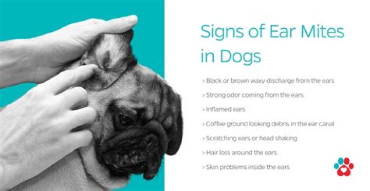 Can dogs have hunchbacks?