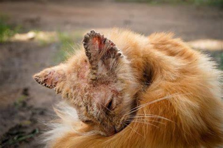 Can dogs pass mange to cats?