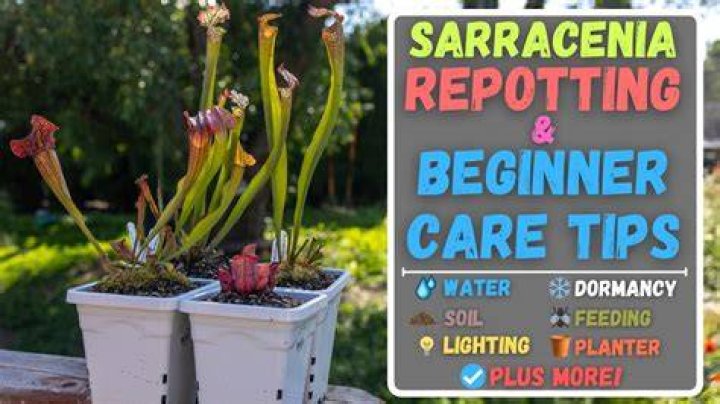 Can i put my sarracenia outside?