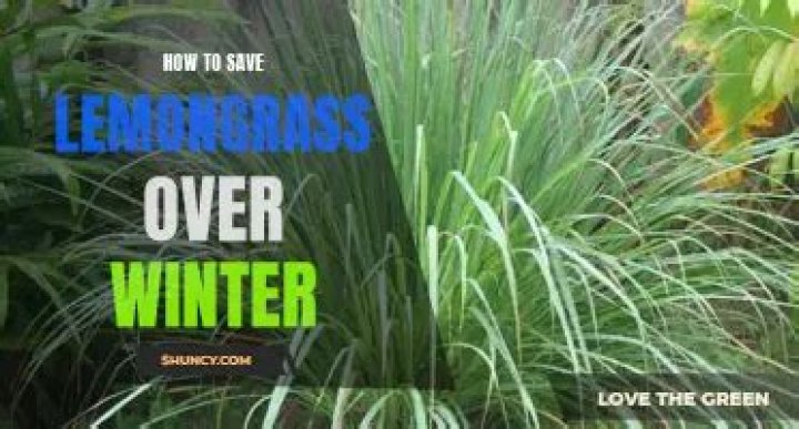 Can lemongrass survive winter?