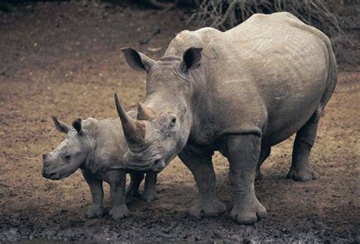 Can rhinoceroses see well?