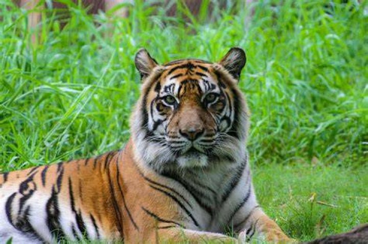 Can tiger eat cat?