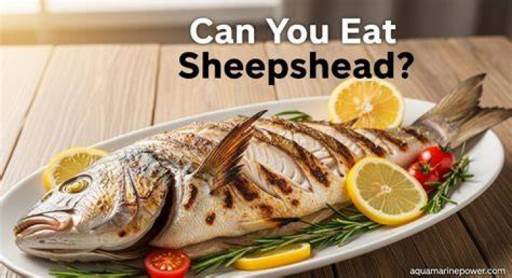 Can we eat sheepshead?