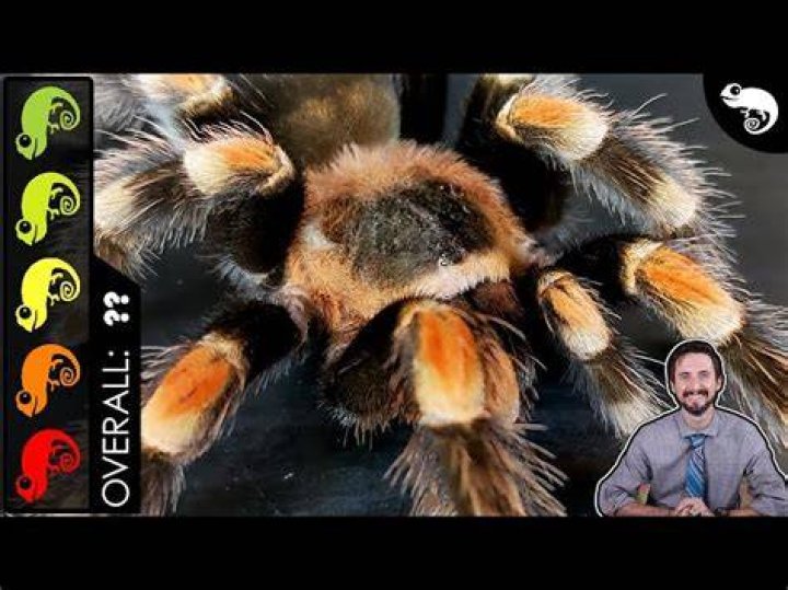 Can you defang a spider?