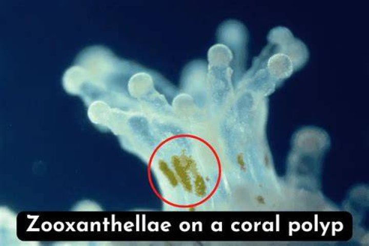 Can zooxanthellae survive without coral?