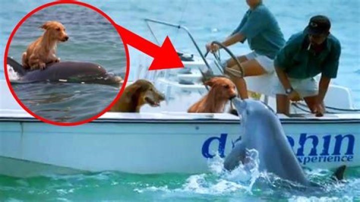 Did a dolphin save a dog?