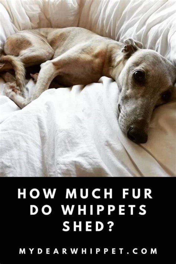 Do bedlington whippets shed?