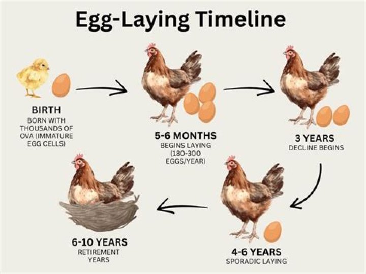 Do chickens lay eggs year round?
