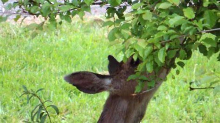 Do deer eat chickasaw plums?