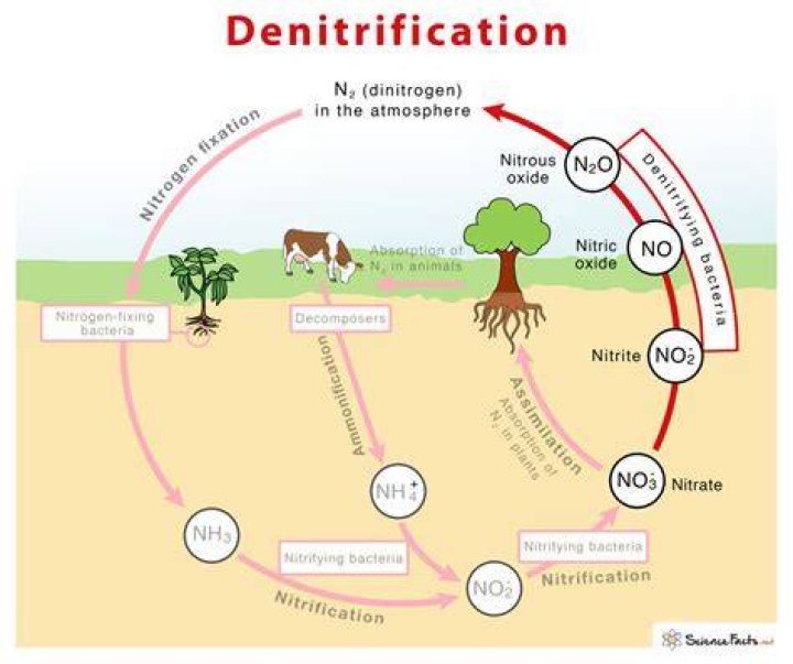 Do denitrifying bacteria produce co2?
