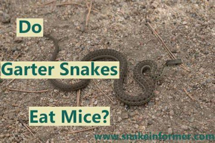 Do garter snakes eat mice?