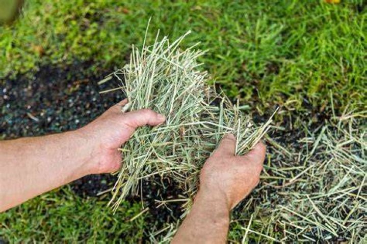 Do grass seeds need to be covered?