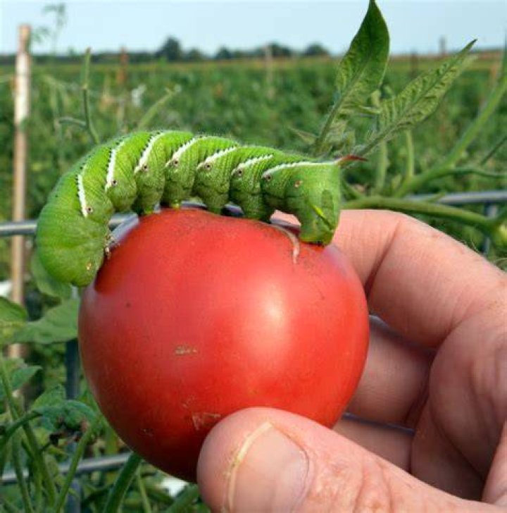Do hornworms eat tomatoes?
