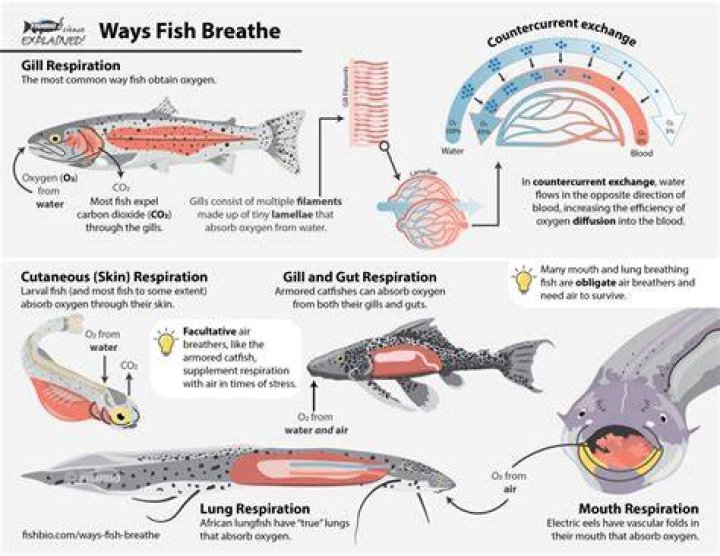 Do lungfish have lungs?