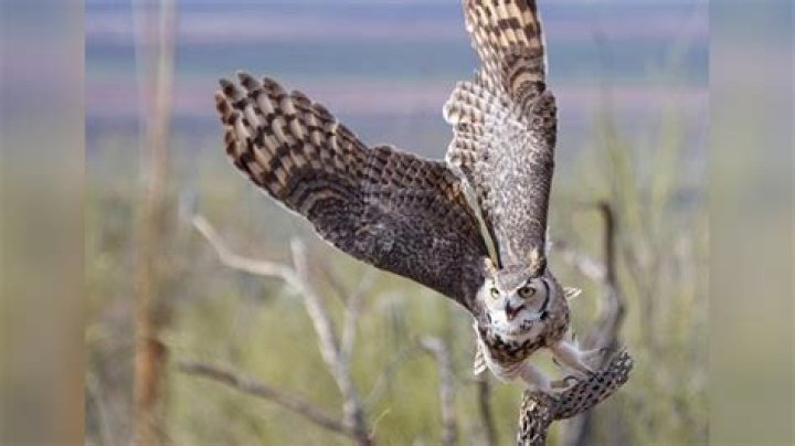 Do owls hunt during the day?