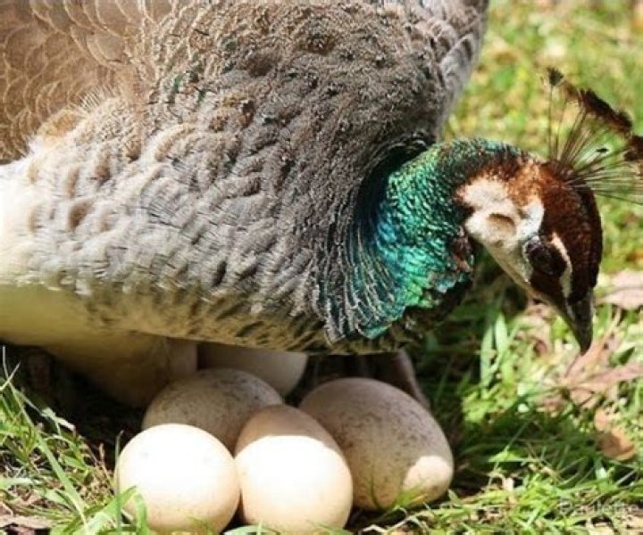 Do peahens sit on their eggs?