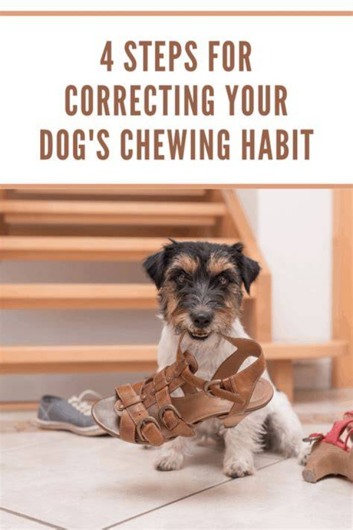 Do puppies grow out of chewing?