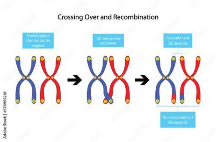 Do recombination occurs in meiosis?