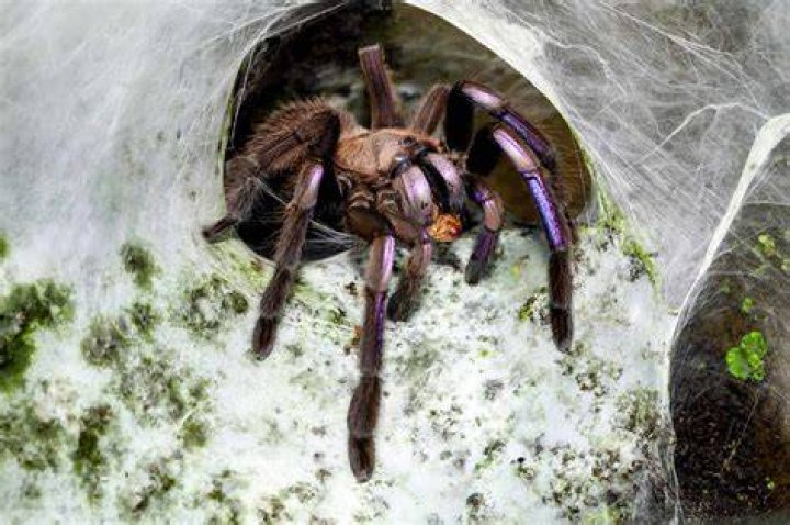 Do tarantulas get defanged?