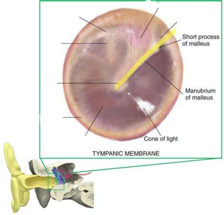 Do tympanic membrane grow back?
