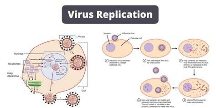 Do viruses have organization?