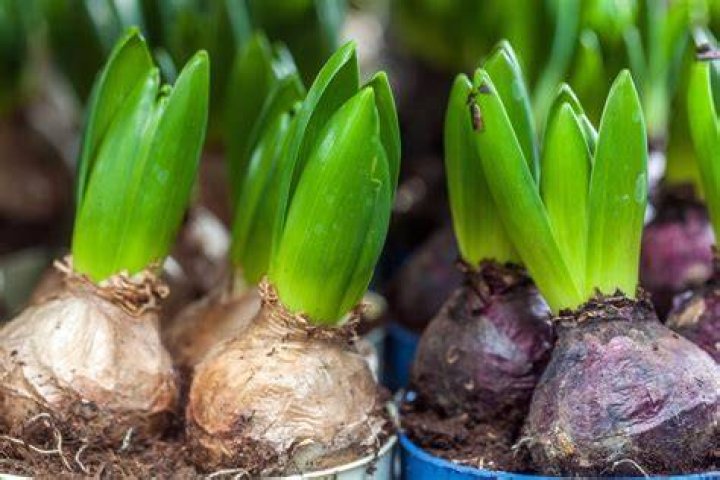 Do you plant hyacinth bulbs?