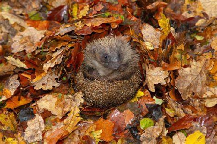 Does a hedgehog hibernate?