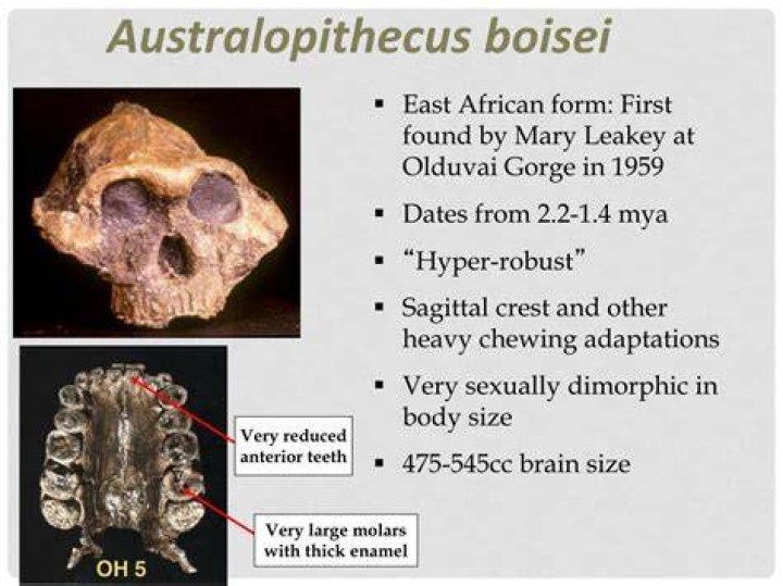 Does australopithecus have sagittal crest?