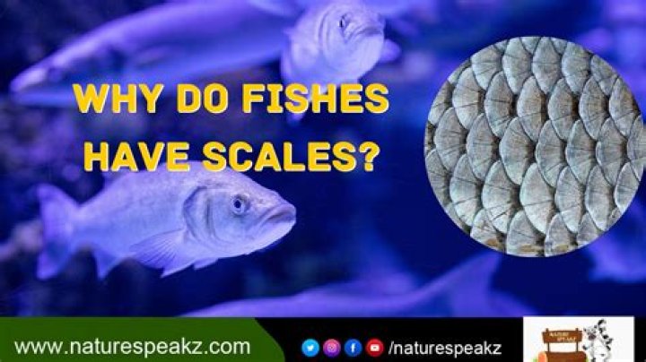 Does corvina fish have scales?