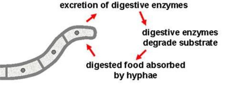 Does hyphae release digestive enzymes?