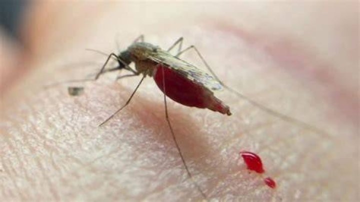 Does mosquitoes pee on you?