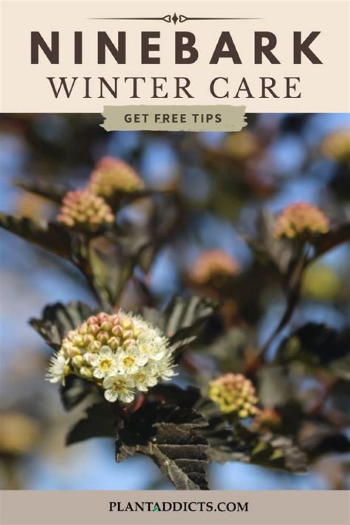 Does ninebark lose its leaves?