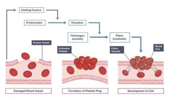 During clotting what is the function of adp and thromboxane?