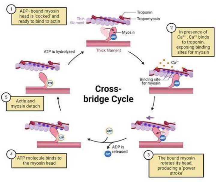 During muscle contraction cross-bridges form between?