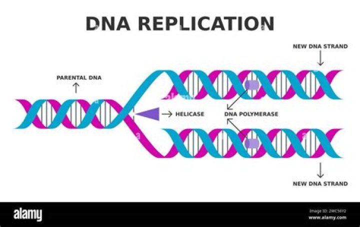 During which occasion with dna replication occur?