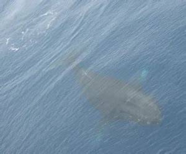 Has a humpback whale ever killed a human?