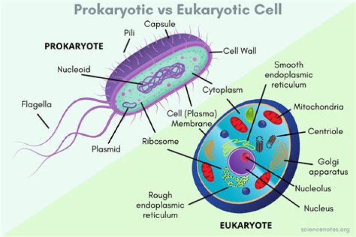 Has cytoplasm prokaryotic or eukaryotic?