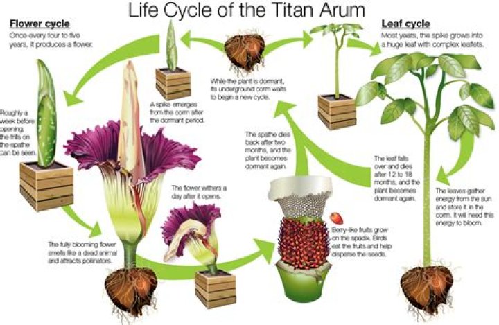 How do arum lily reproduce?