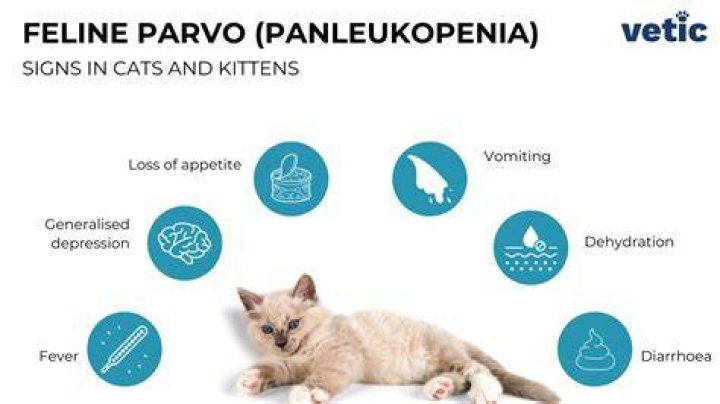 How do cats get panleukopenia?
